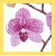 Orchida