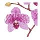 Orchida